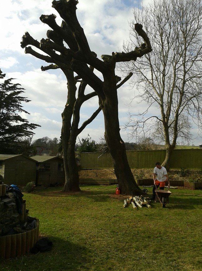 tree care