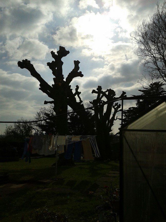 tree branches removed