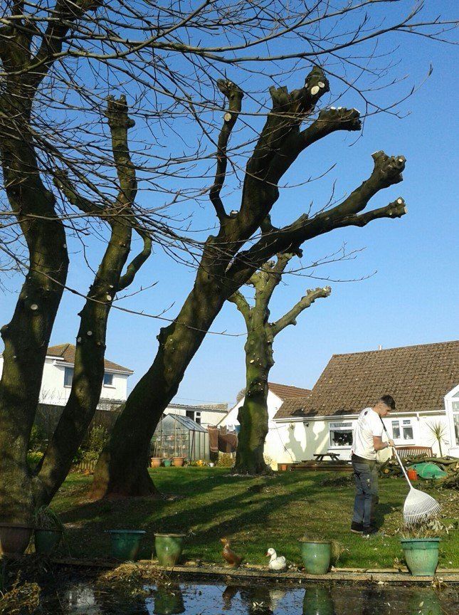 garden clearance