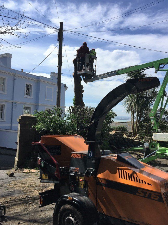 tree surgeon at work