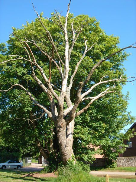 tree branches