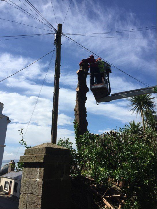 tree protection from wires