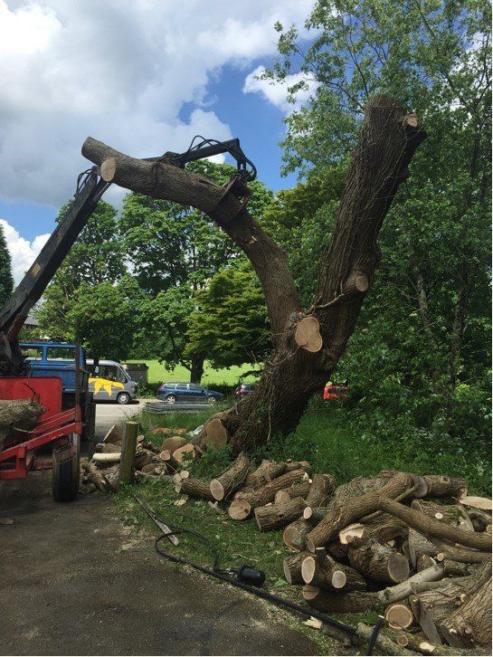 pulling down tree