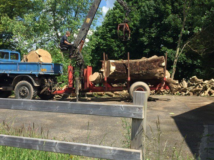 tree cut logs