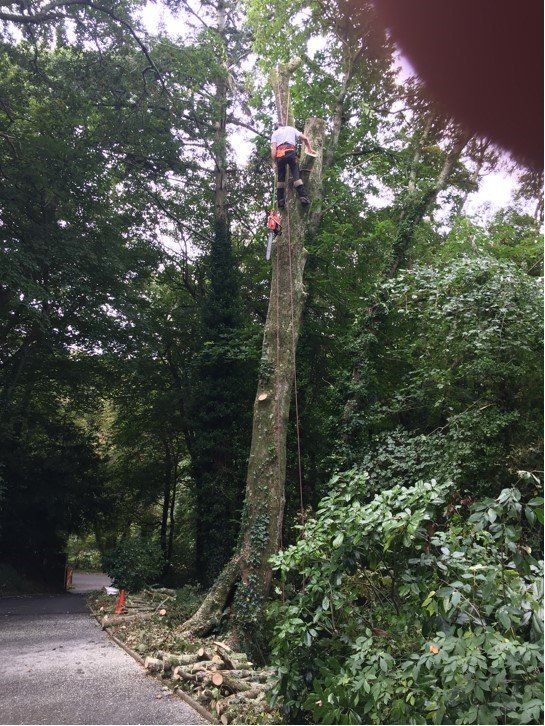 man cutting tree branches