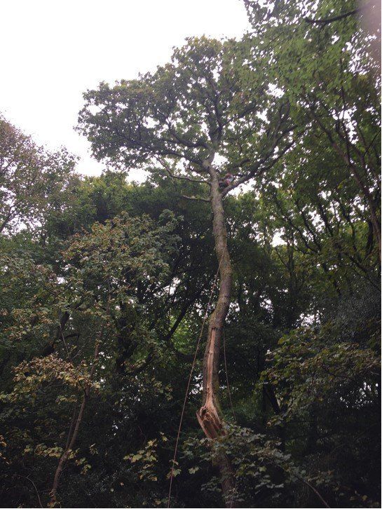 tree pulling