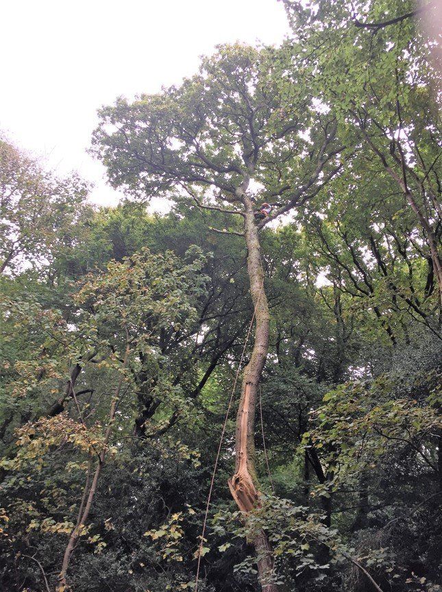 forest tree