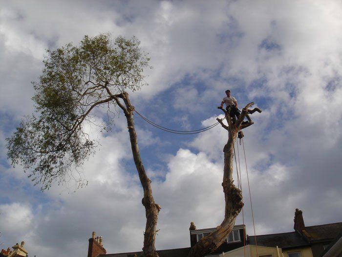 tree cutting