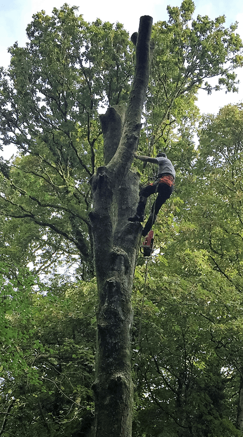 tree pruning