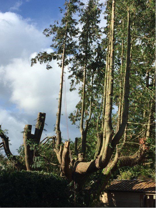 tree