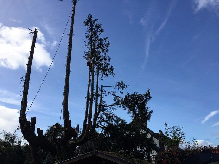 trees being cut