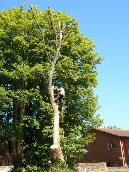 tree surgeon