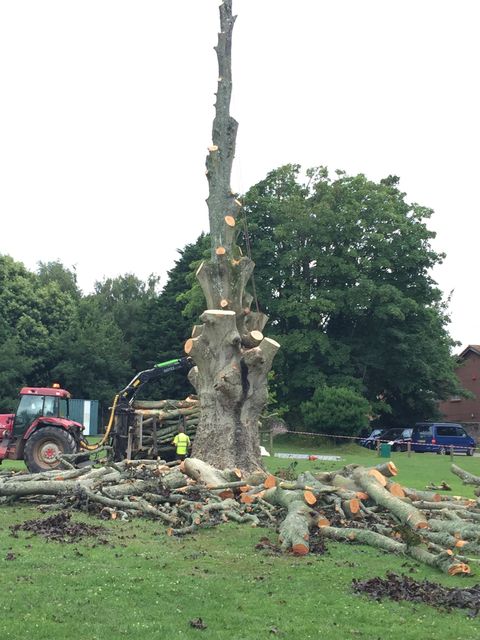 tree felling