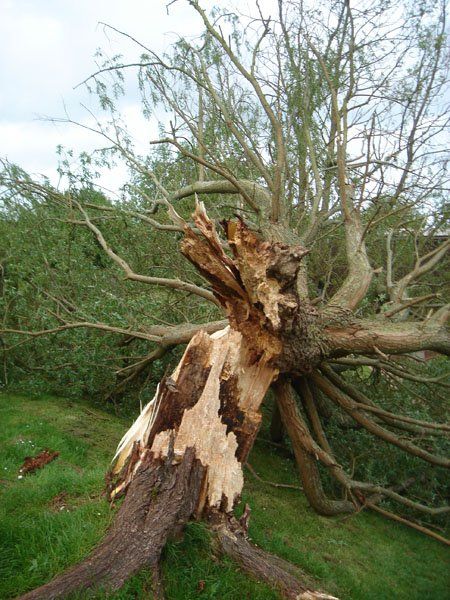 fallen tree in garden