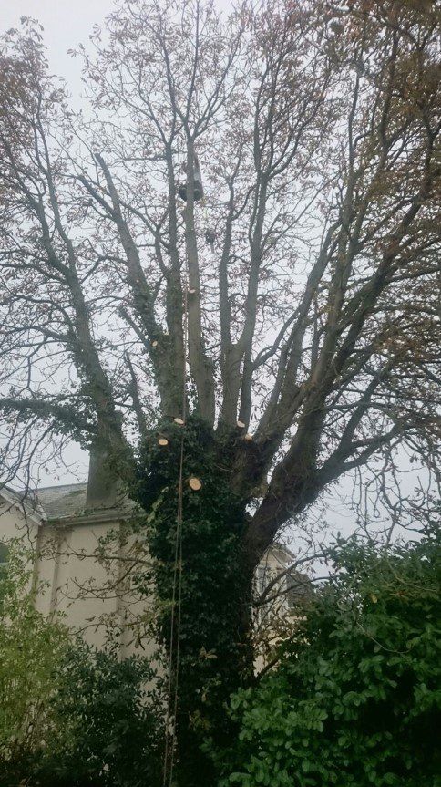 large tree
