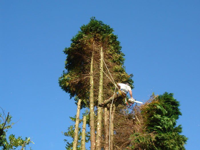 tree surgeon cutting tree