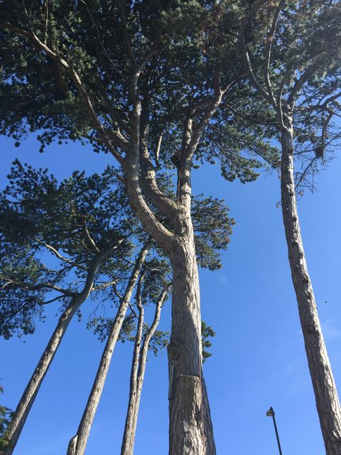 tree branches