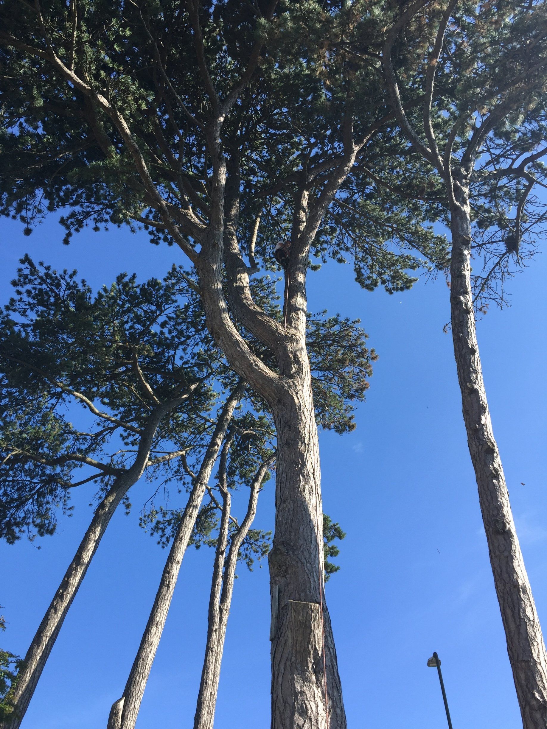 tree