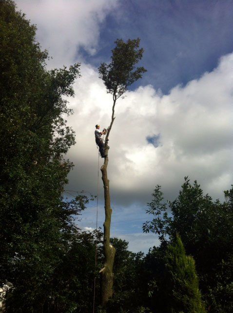tree surgeon on top of tree