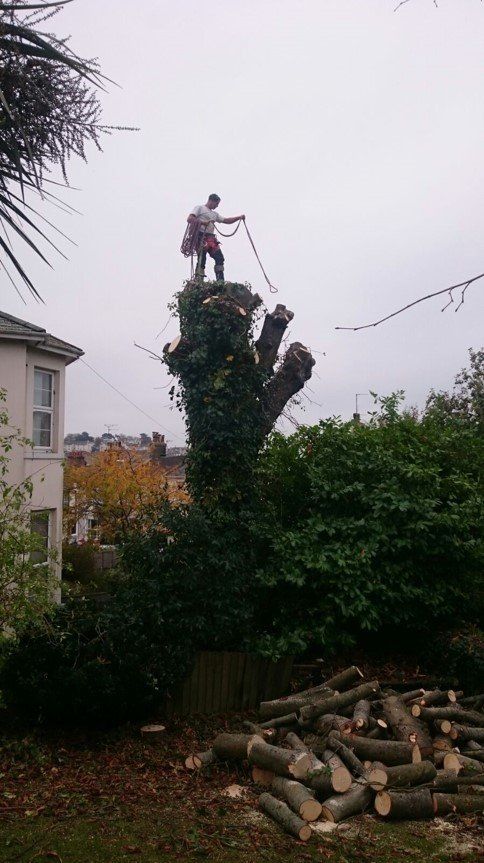 tree branch removals