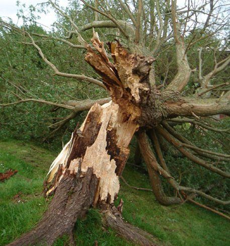 fallen tree