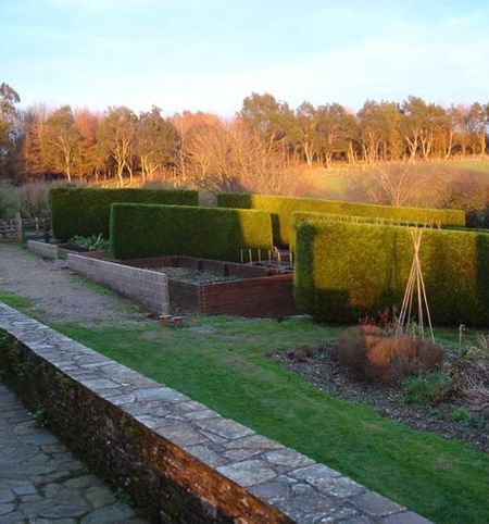 hedges