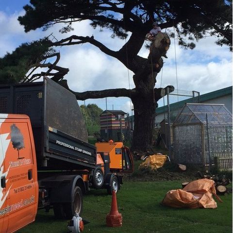 tree removals