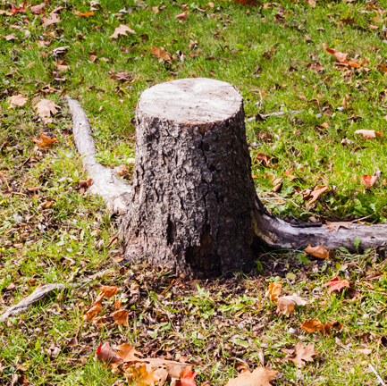 stump removal