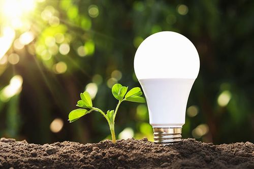 lightbuld and plant