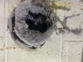 dryer vent filled with dust
