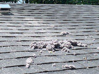 dryer vent dust on roof