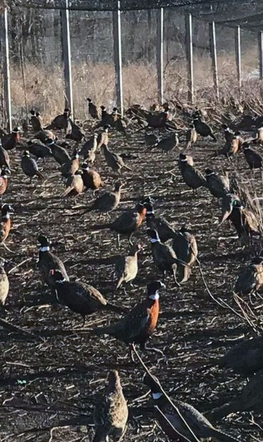 Pheasants for sale, Wisconsin, South Dakota, Iowa