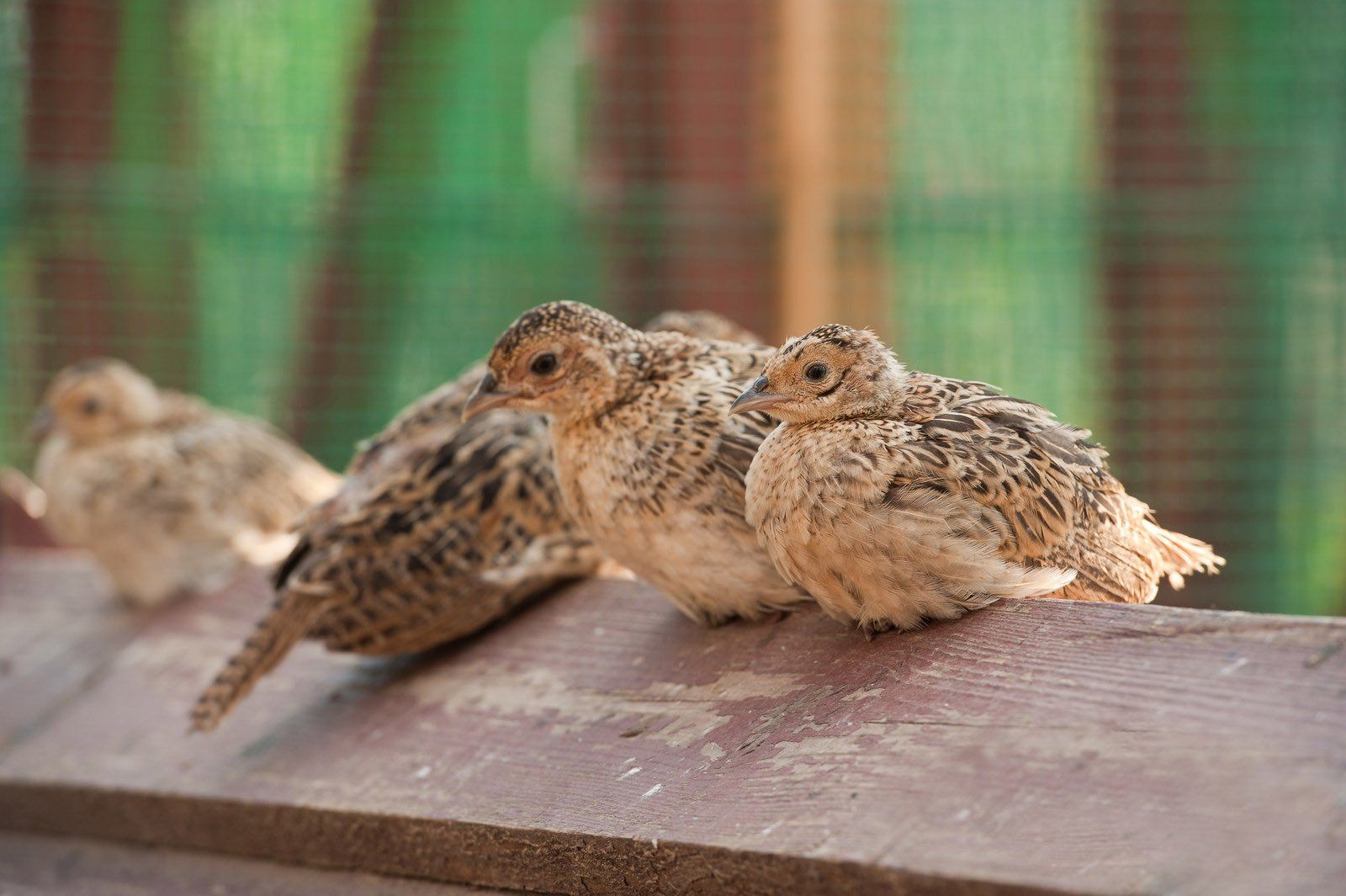 Pheasants for sale, Wisconsin, South Dakota, Iowa