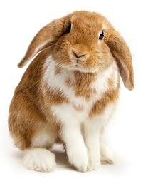 For pet food in N1 call 020 7278 1503 rabbit