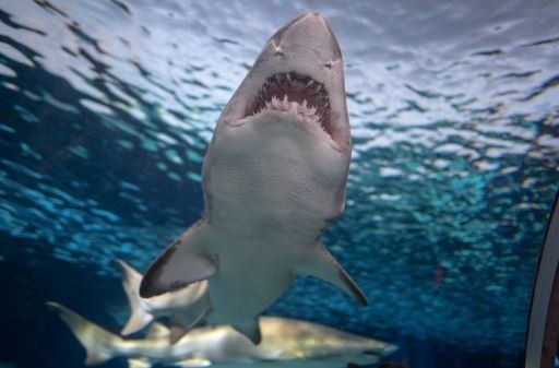 Great white shark