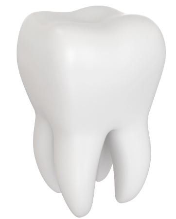 Wisdom Tooth