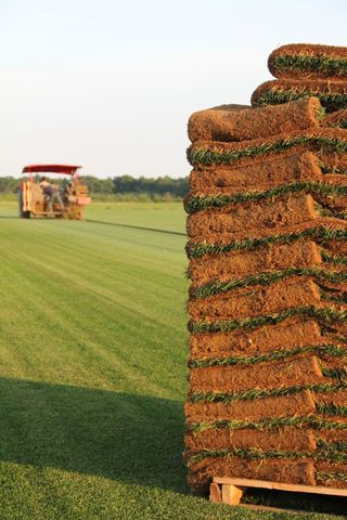 New Sod - Sod Farming in Calverton, NY New Sod - Sod Farming in Calverton, NY