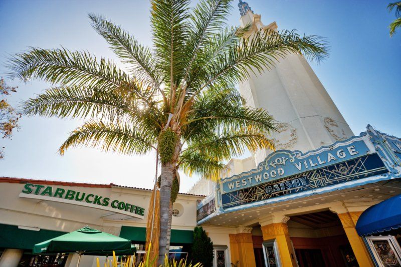 palm tree