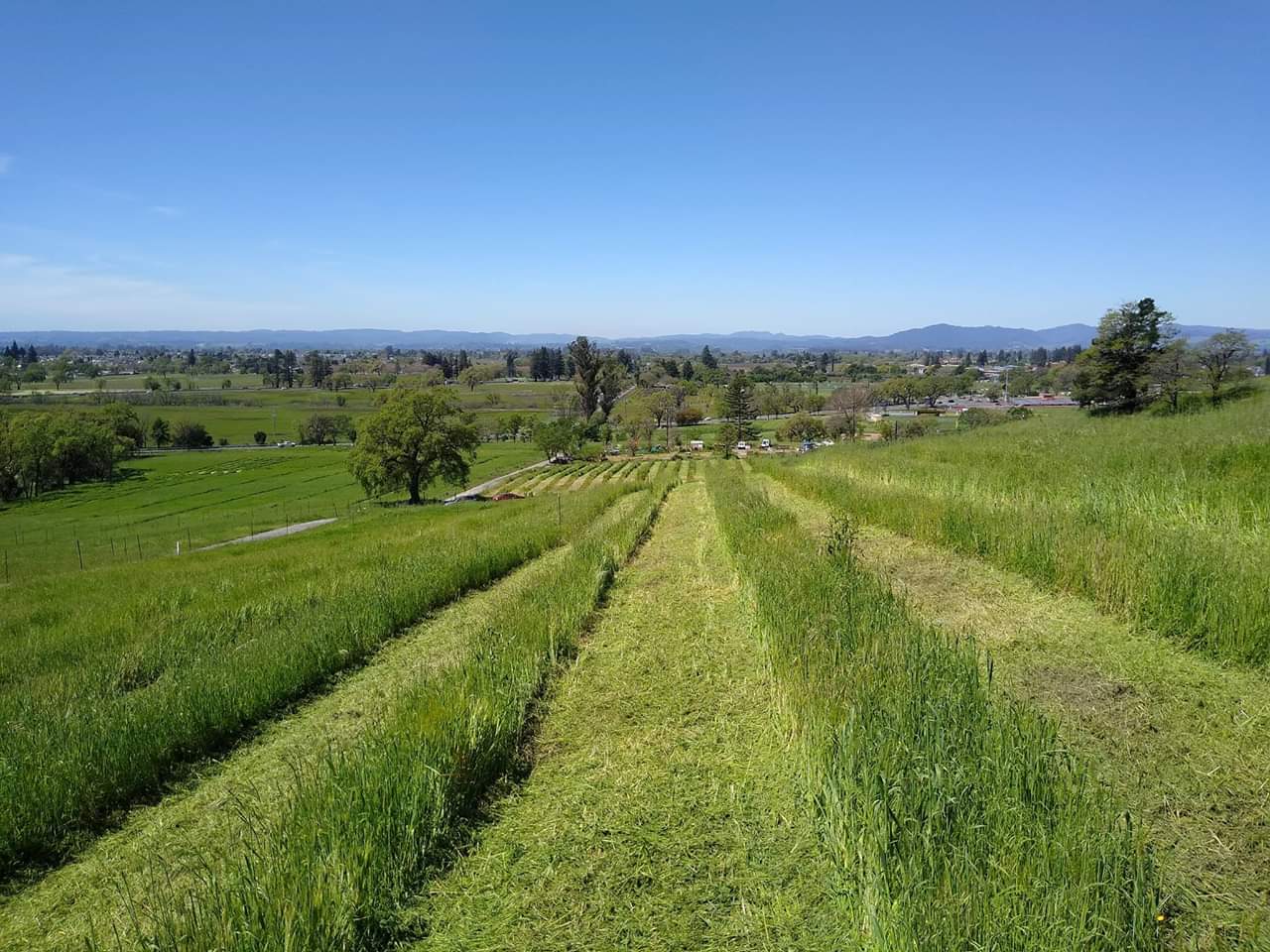 a view of what's to come for Ancient Oak Cellars' Siebert Ranch -- a new planting of vines