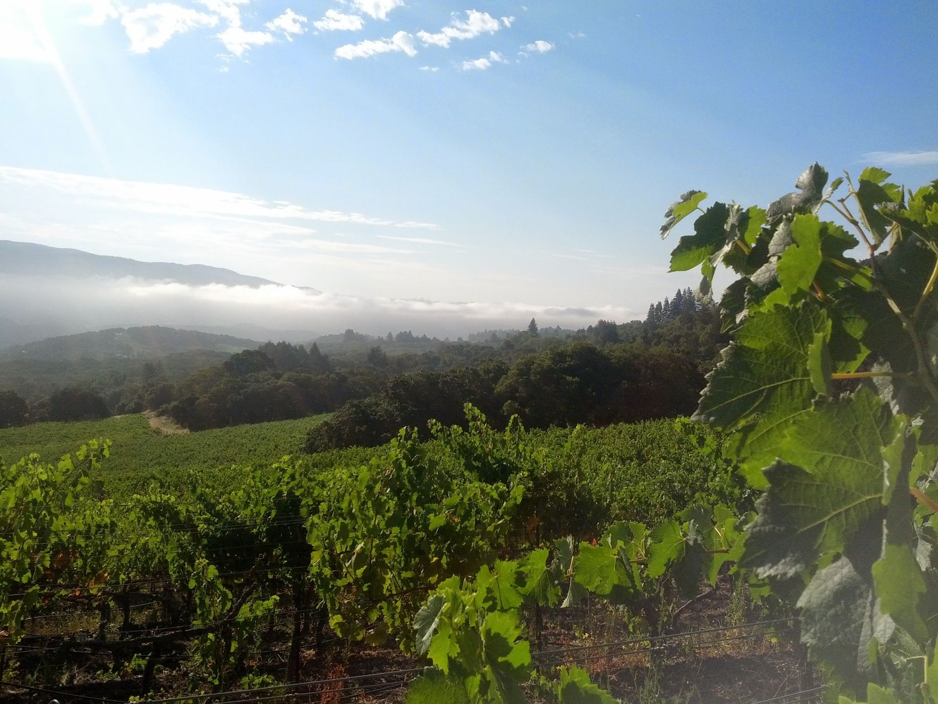 Berger Vineyard