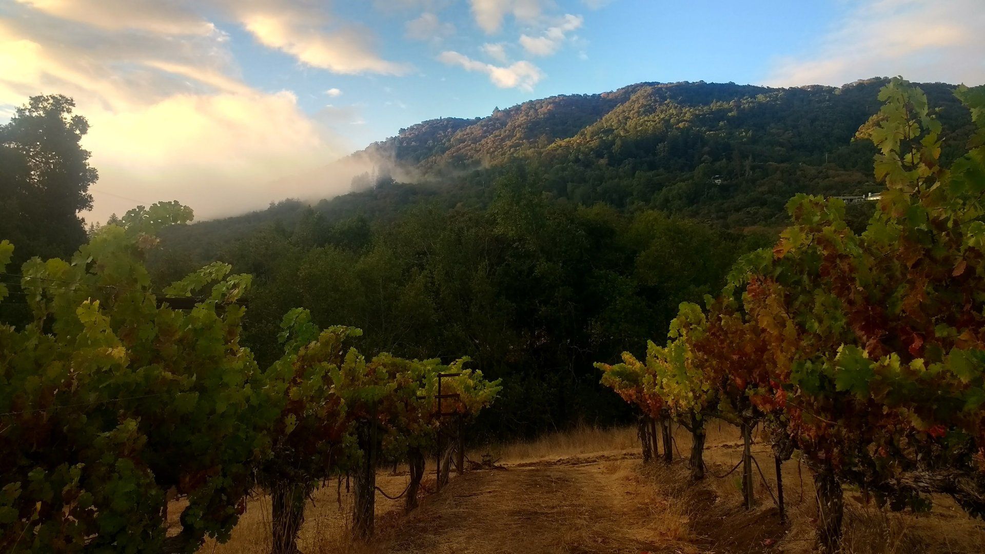 Berger Vineyard