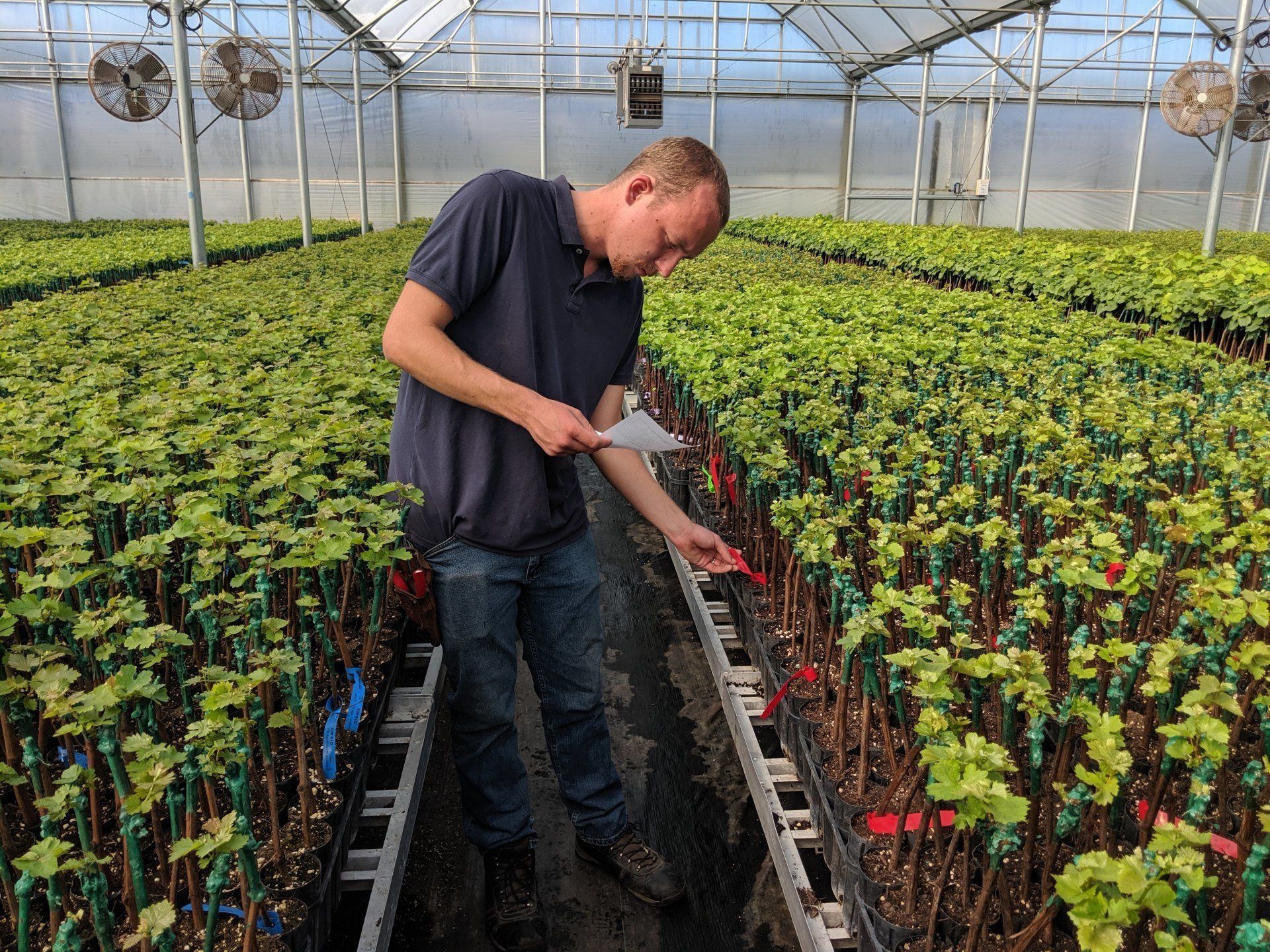 visiting Novavine Nursery to see our baby vines and learn