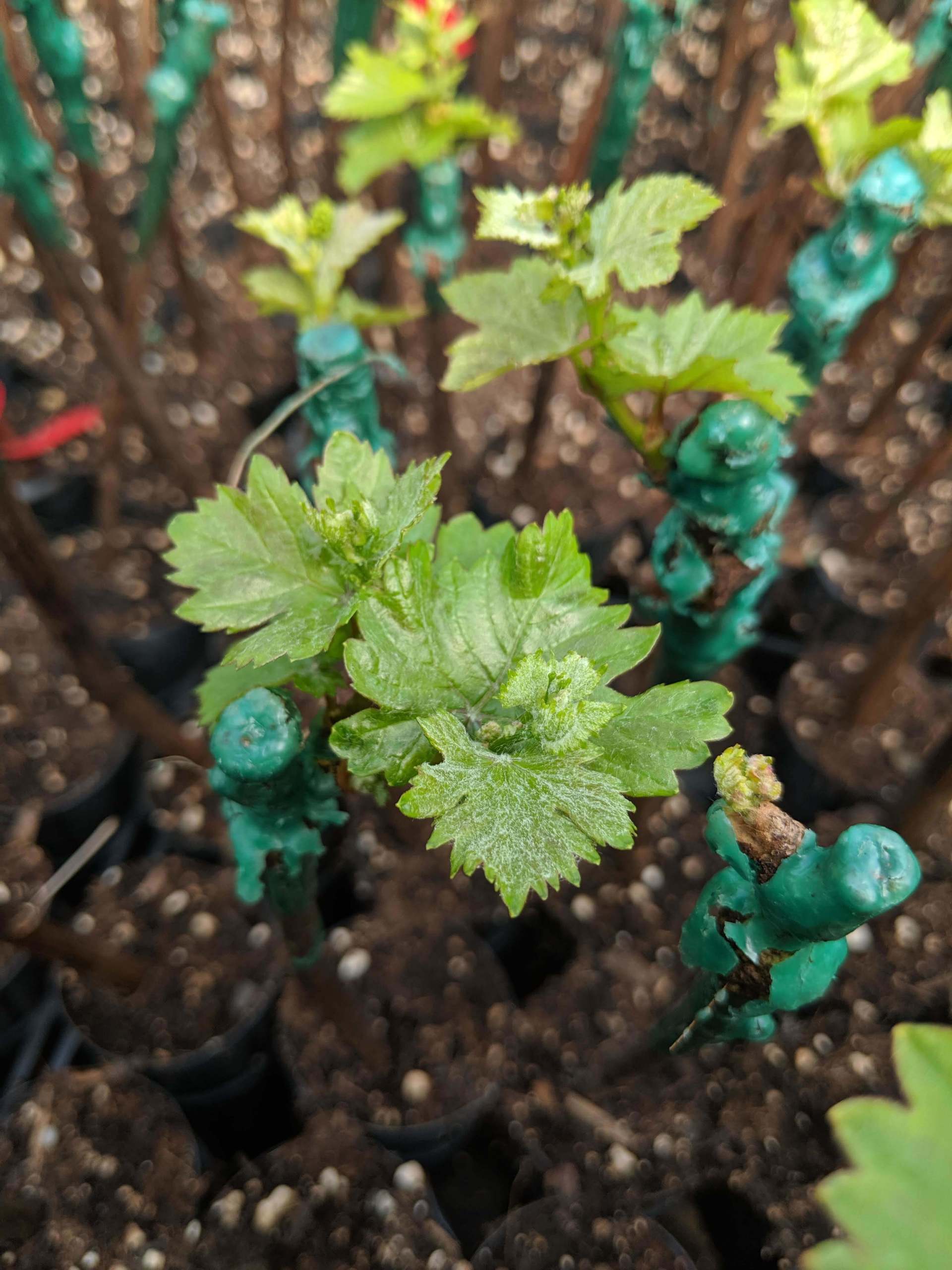new leaves on recently grafted vines for Ancient Oak Cellars' Siebert Ranch vineyard