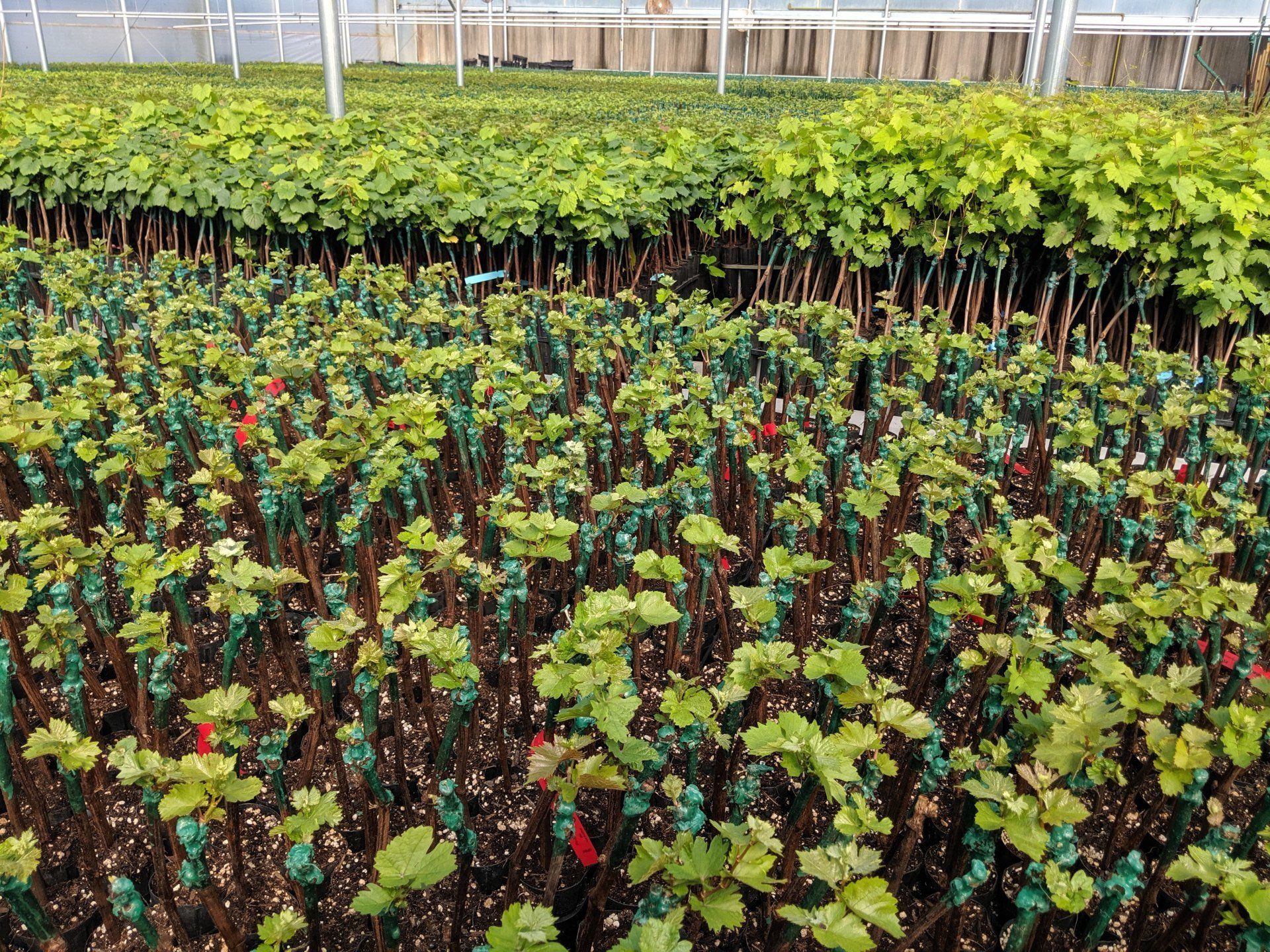 view of the many vines at Novavine Nursery, including those for Ancient Oak Cellars' Siebert Ranch vineyard