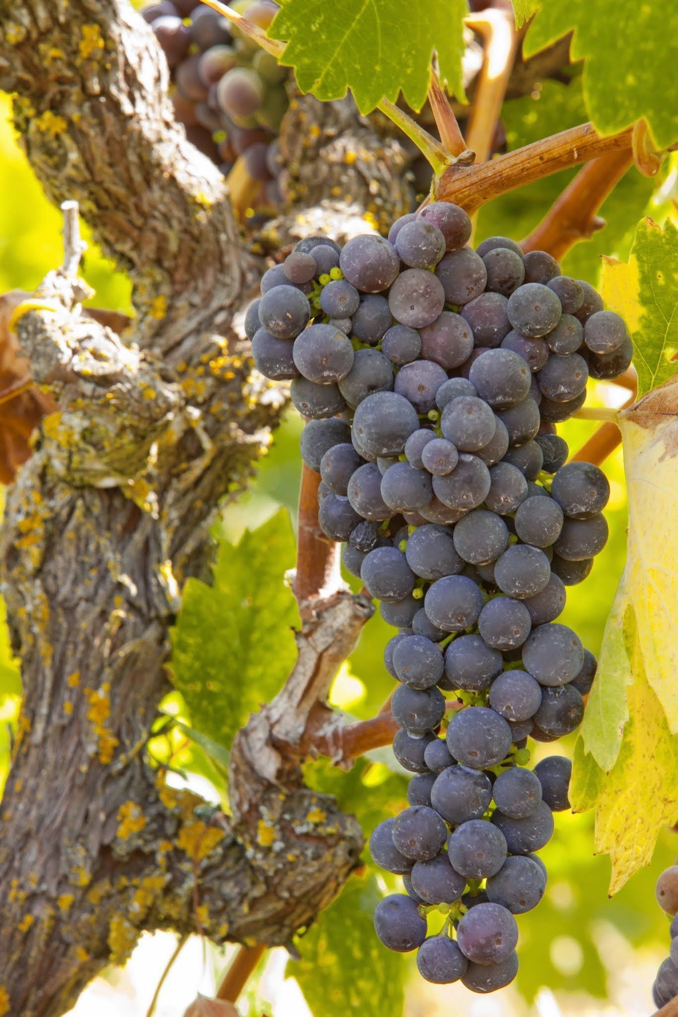 zinfandel grapes vine