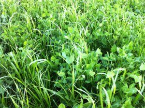 a field of green grass with lots of leaves