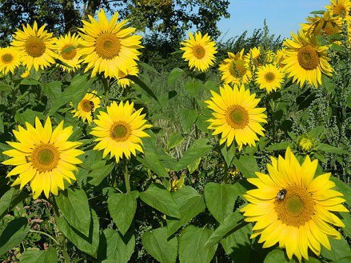 a bee is sitting on a sunflower in a field of sunflowers .