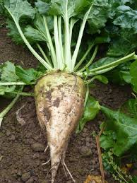 a beetroot is growing in the dirt in a garden .