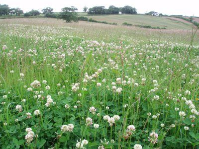 a field filled with lots of white flowers and green leaves .