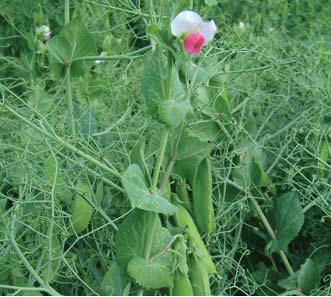 a bunch of green peas growing on a plant with a pink flower .